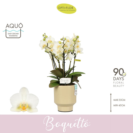 Phalaenopsis multiflora white 45cm 12cm Pot