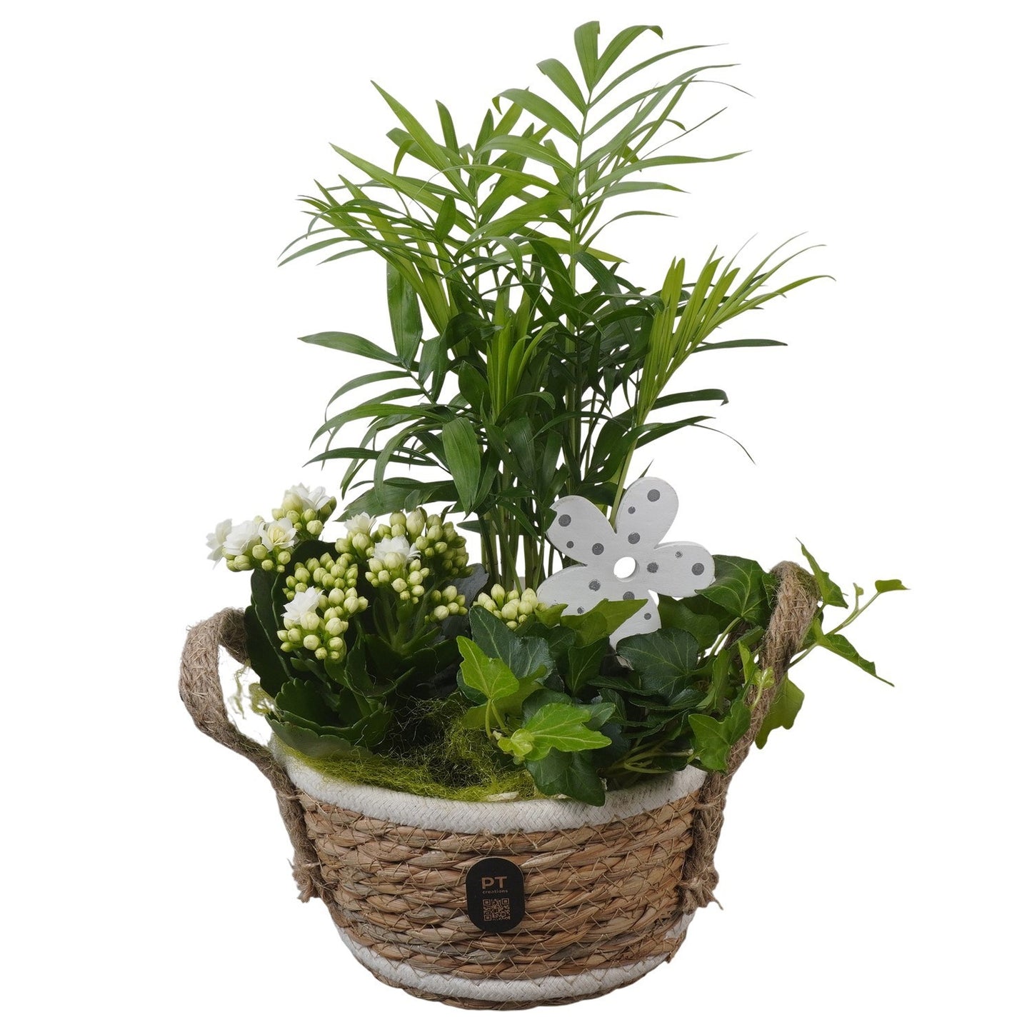 Indoor arrangement 32cm 15cm Pot