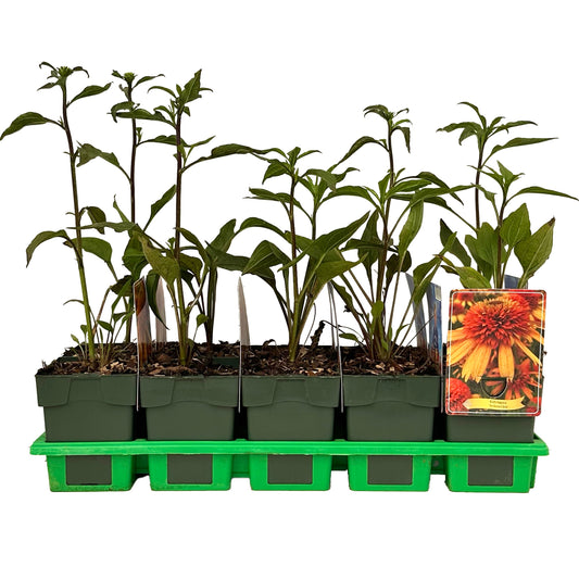 Echinacea hybrid 25cm 11cm Pot