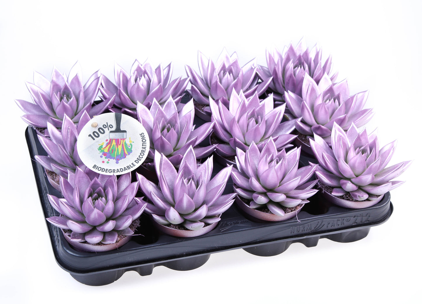 Rainbow Metallic pink 10cm Special Pot (508)