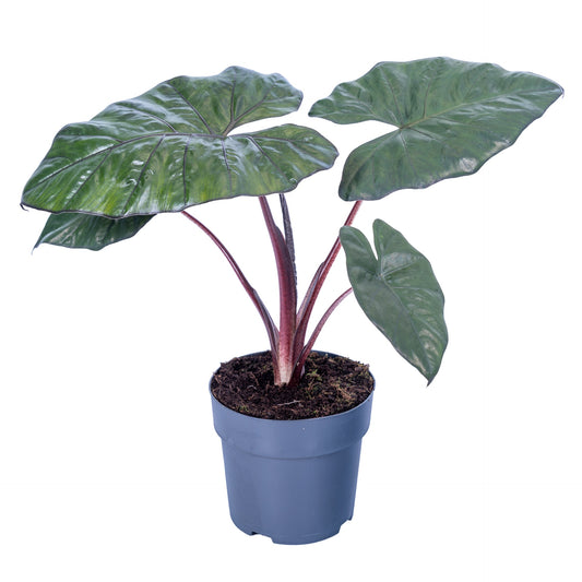 Alocasia Yucatan Princess 65cm 17cm Pot