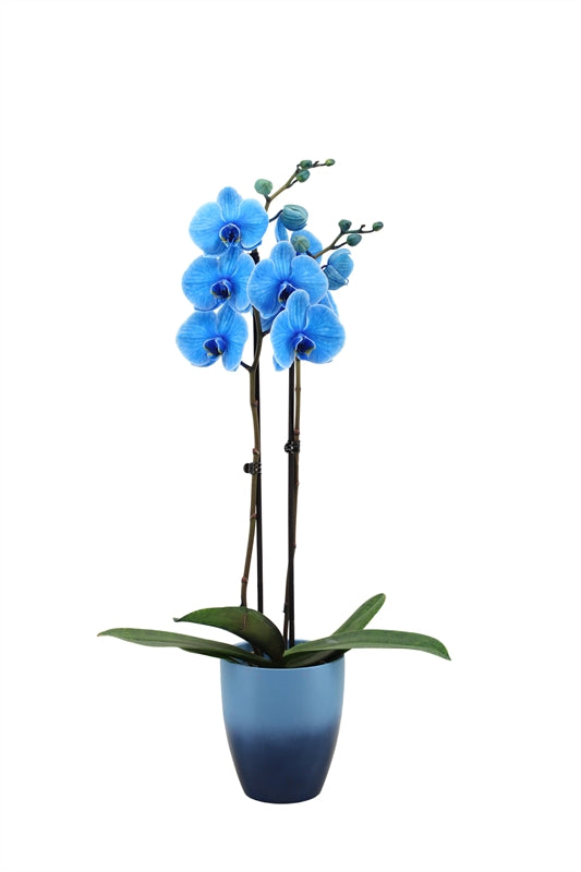 Phalaenopsis Hybrid 55cm 12cm Pot