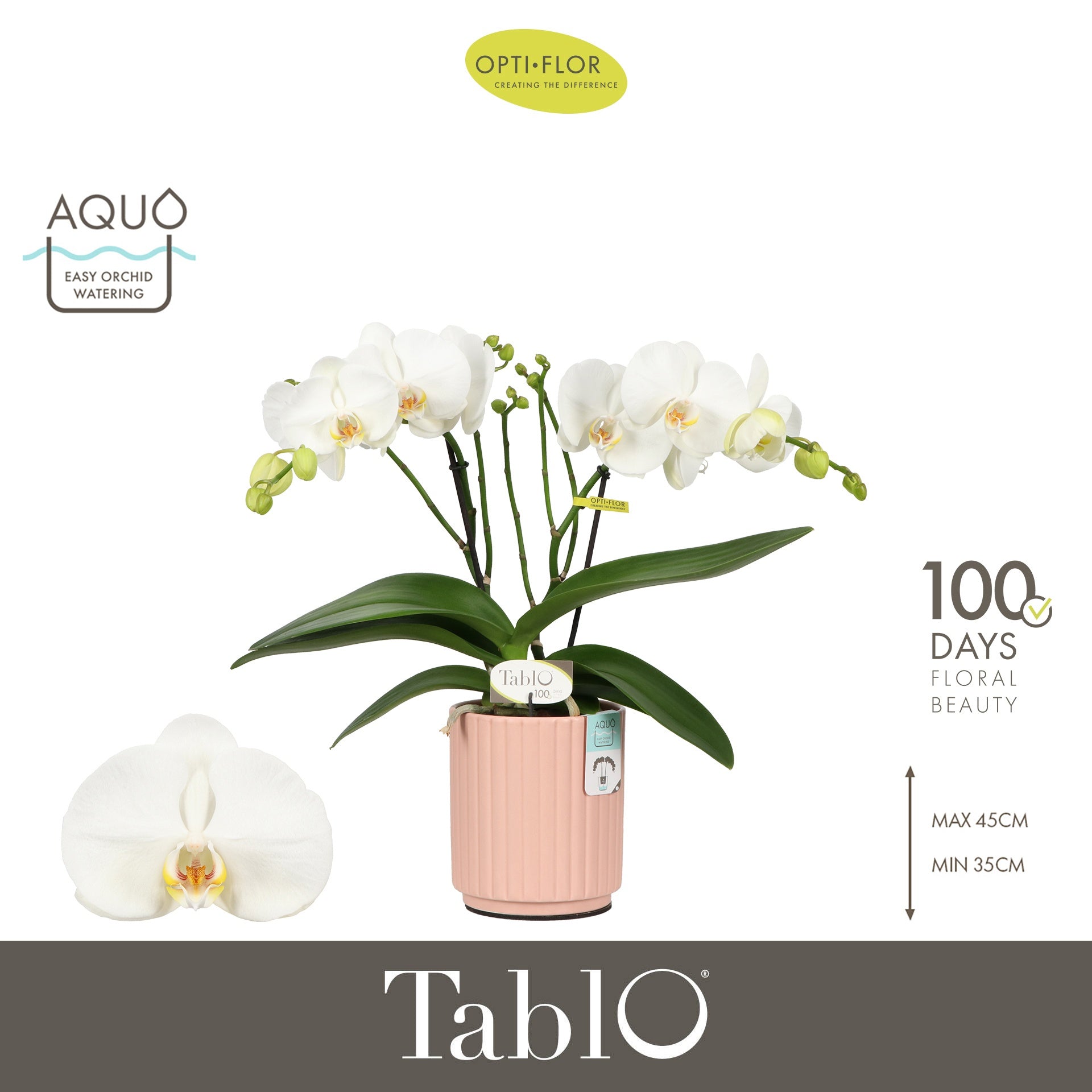 Phalaenopsis white 40cm 12cm Pot