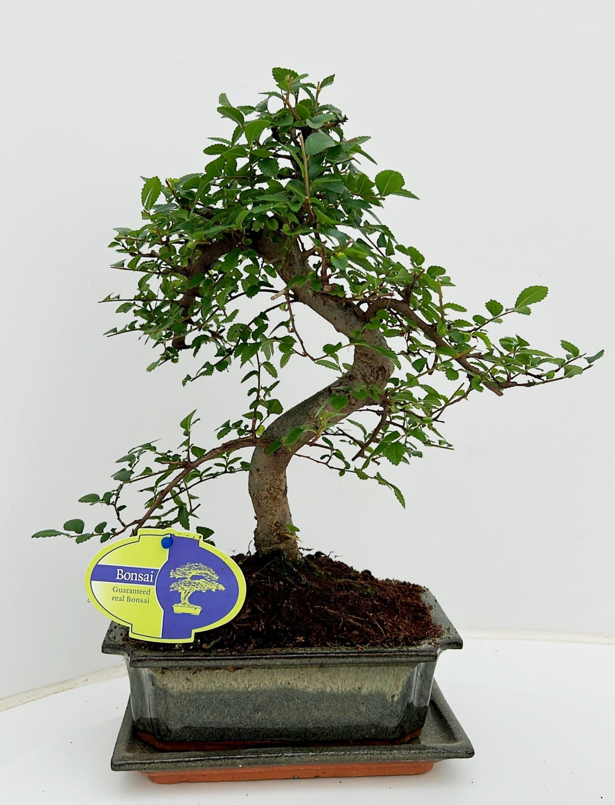 Zelkova sp. Bonsai 35cm 20cm Pot