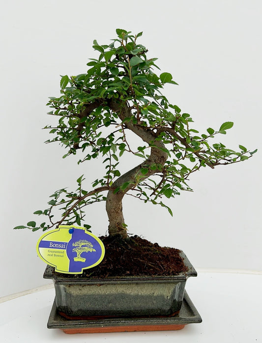 Zelkova sp. Bonsai 35cm 20cm Pot