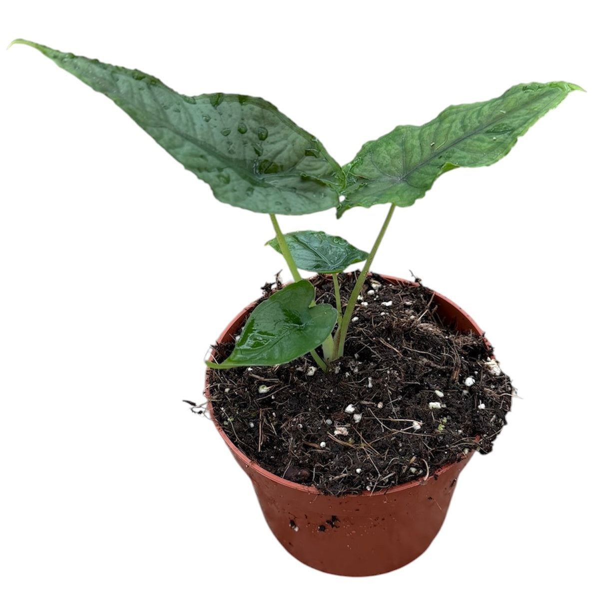 Alocasia amazonica 15cm 10.5cm Pot