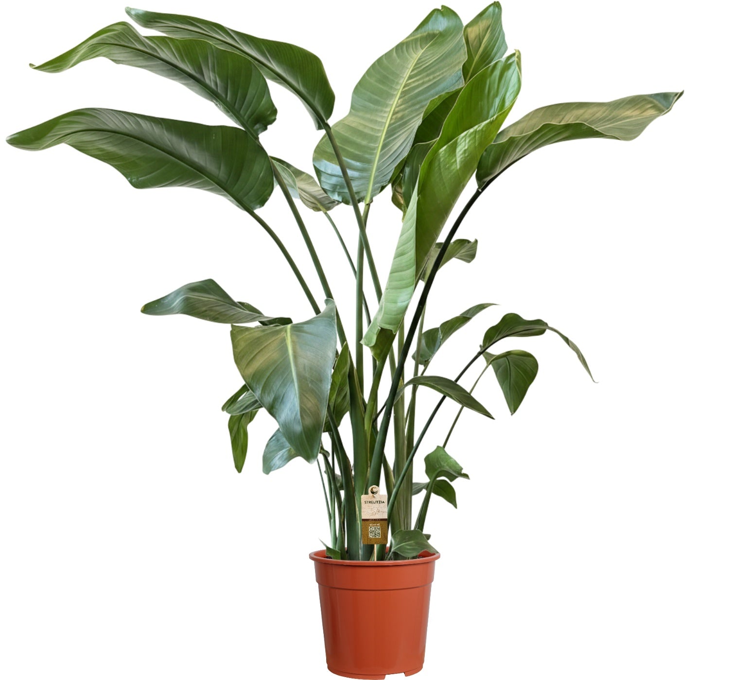 Strelitzia nicolai 120cm 21cm Pot