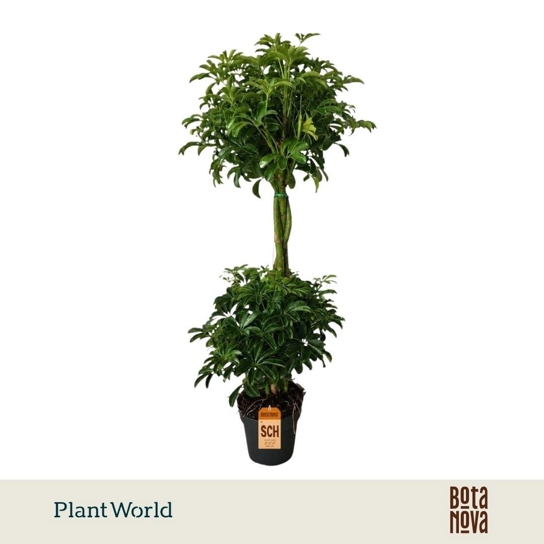 Plantworld Jogrow Schefflera Luseana Pack of 3