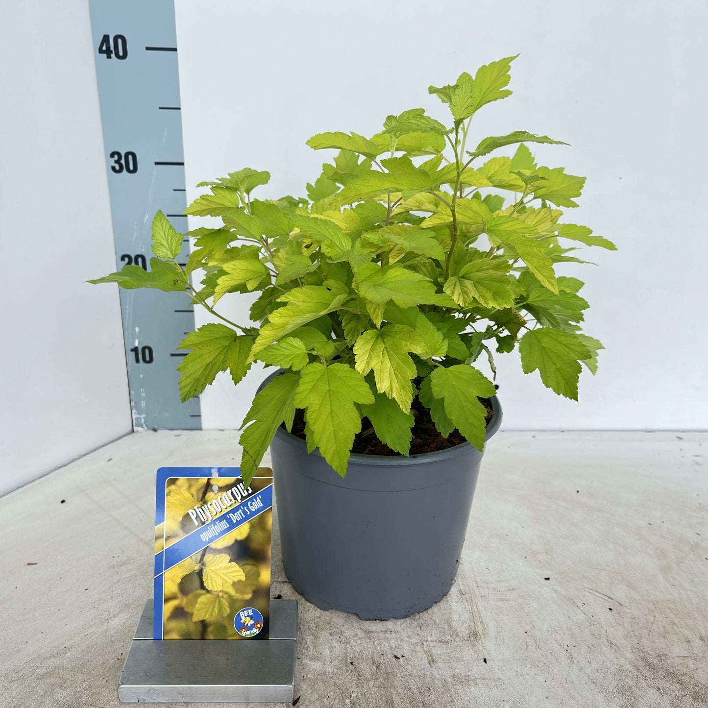 Physocarpus Dart's Gold 40cm 19cm Pot