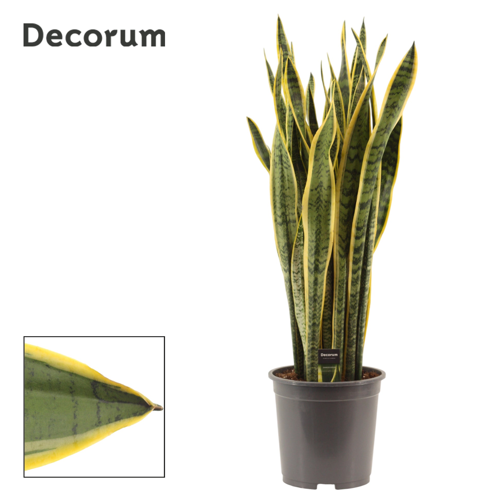 Sansevieria Laurentii 105cm 27cm Pot