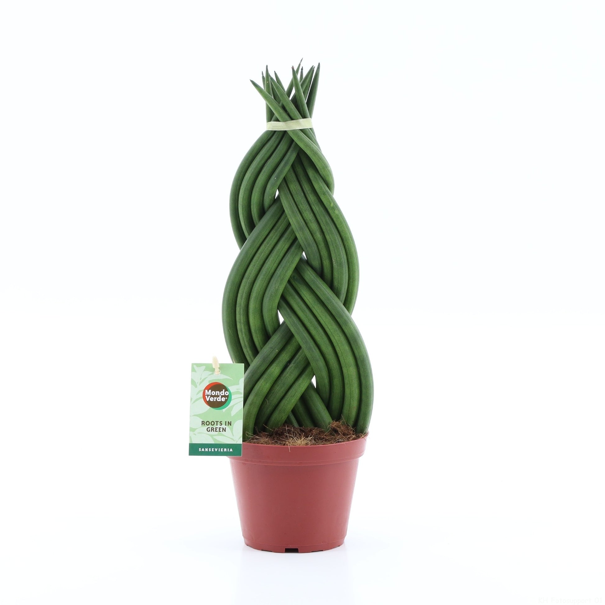 Sansevieria cylindrica 35cm 12cm Pot
