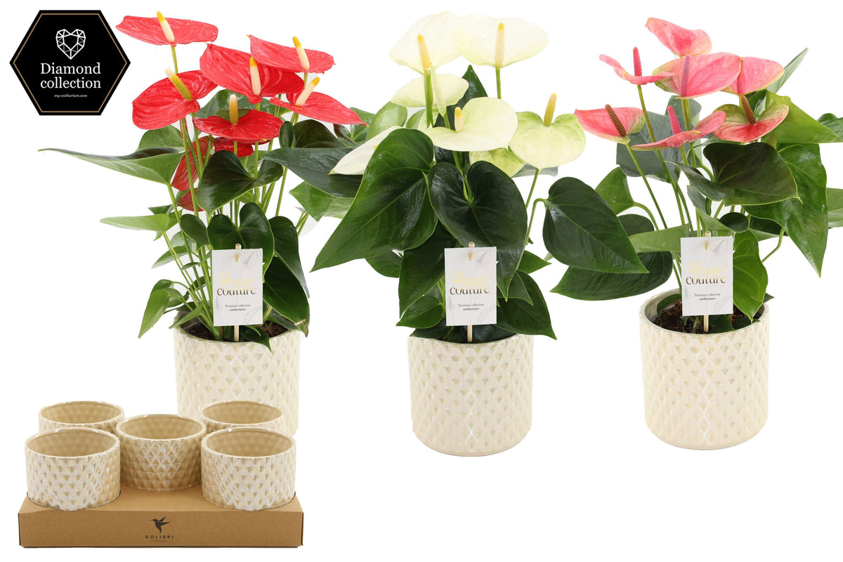 Anthurium mix 40cm 12cm Pot