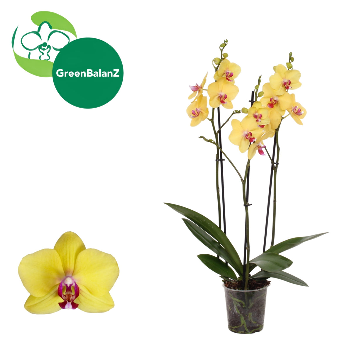 Phalaenopsis Modena 55cm 12cm Pot