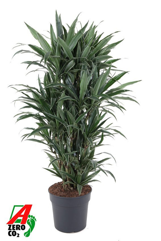 Dracaena fragrans Warneckei branched 140cm 31cm Pot