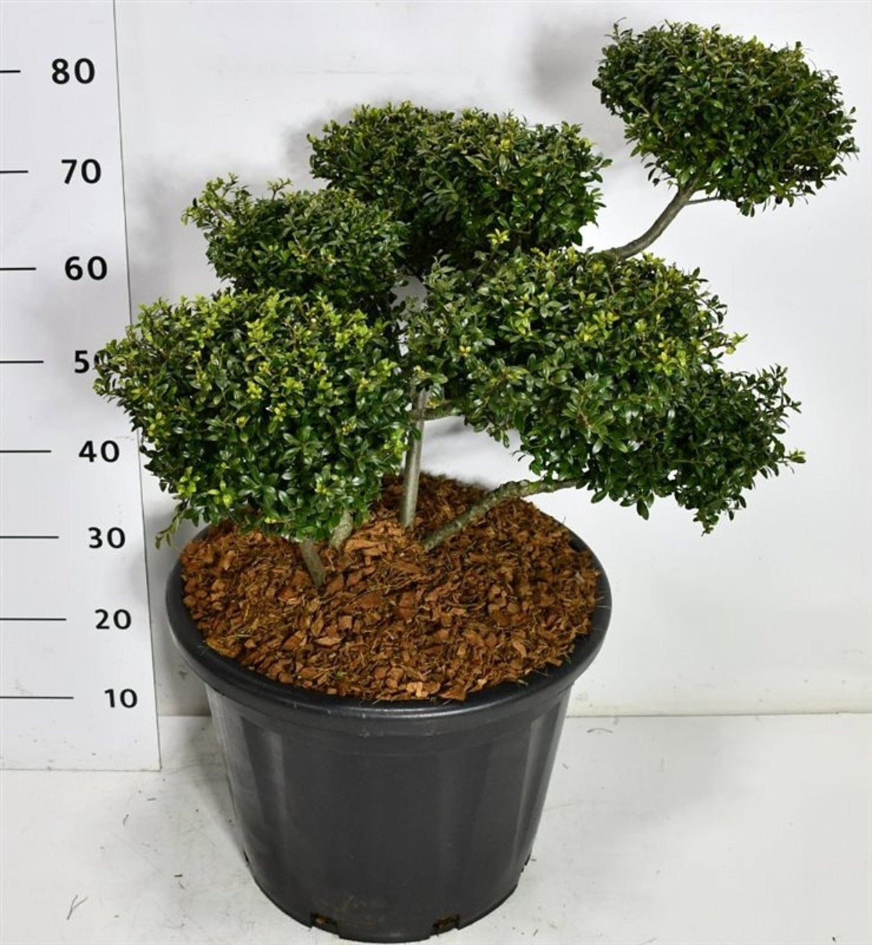 Bloemenkampen BV, Hkw. de Ilex crenata Stokes Pack of 1