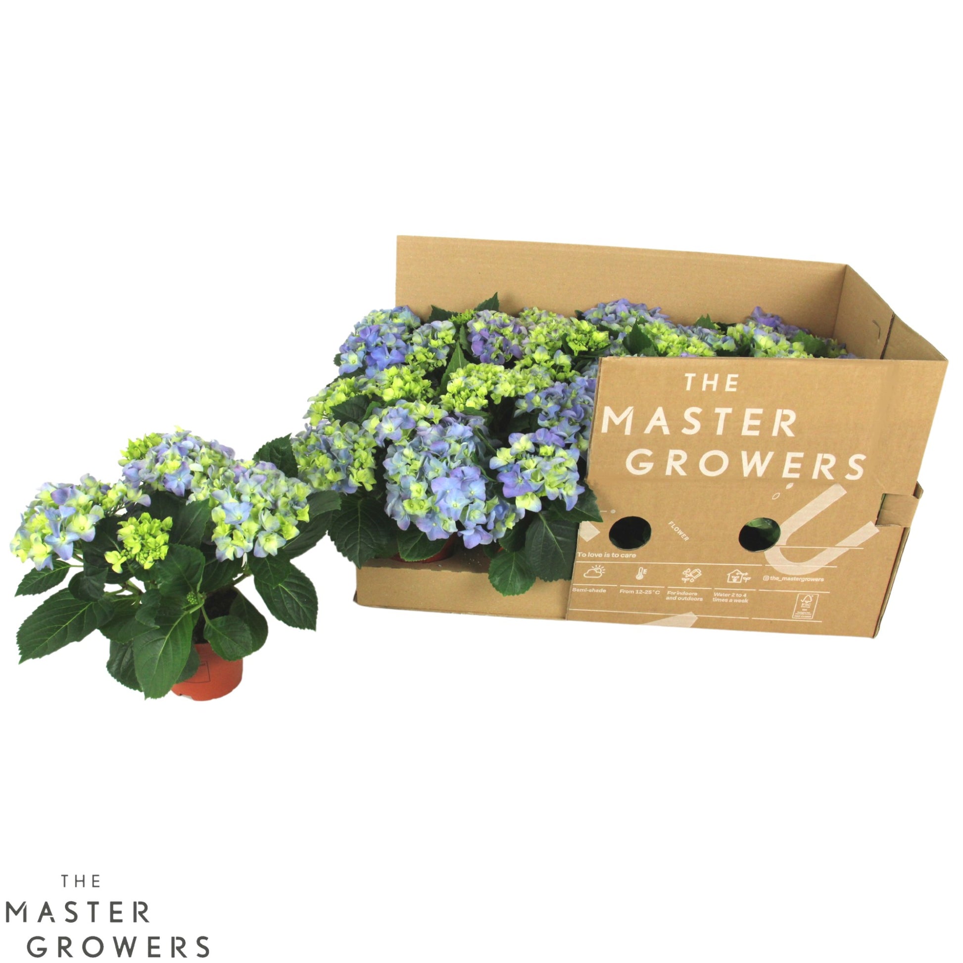 Hydrangea Fabolo blue 22cm 10cm Pot
