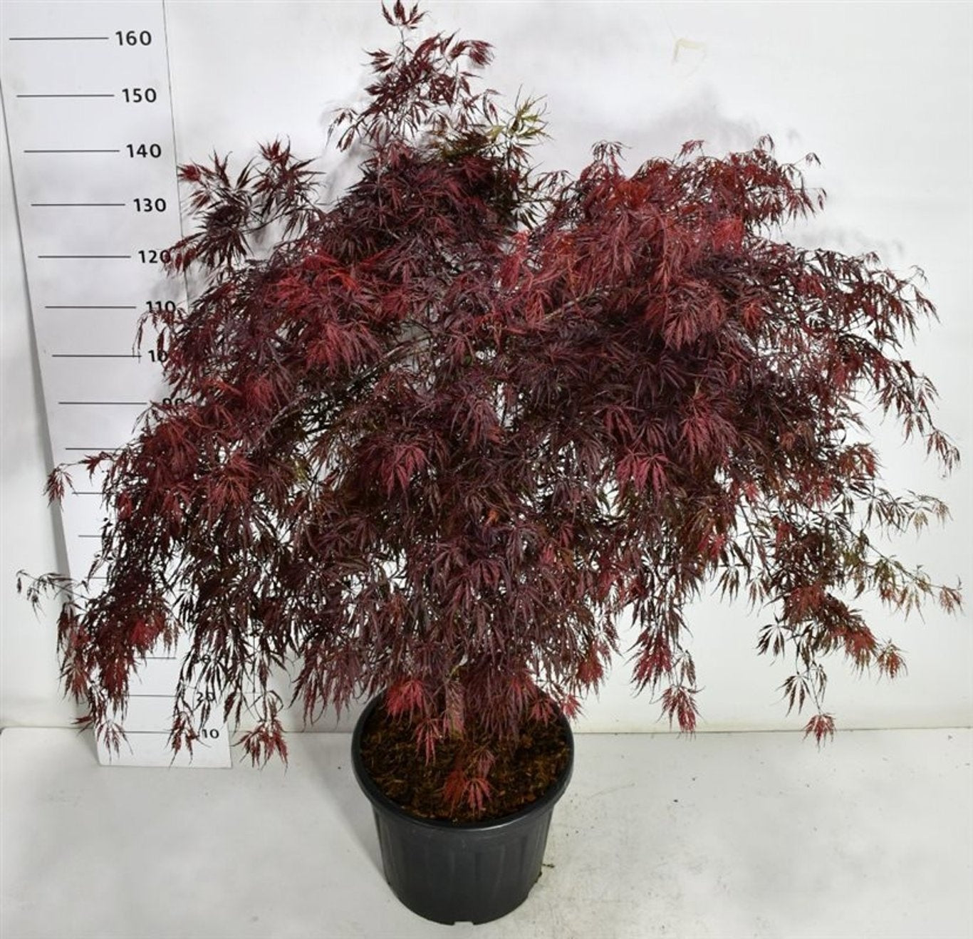 Bloemenkampen BV, Hkw. de Acer palm. Tamukeyama Pack of 1