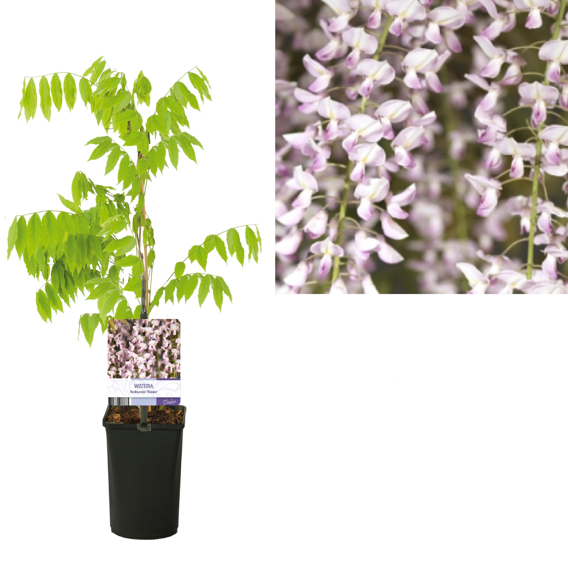 Wisteria floribunda Honbeni 40cm 11cm Pot