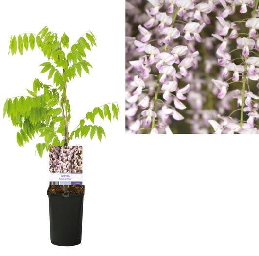 Wisteria floribunda Honbeni 40cm 11cm Pot