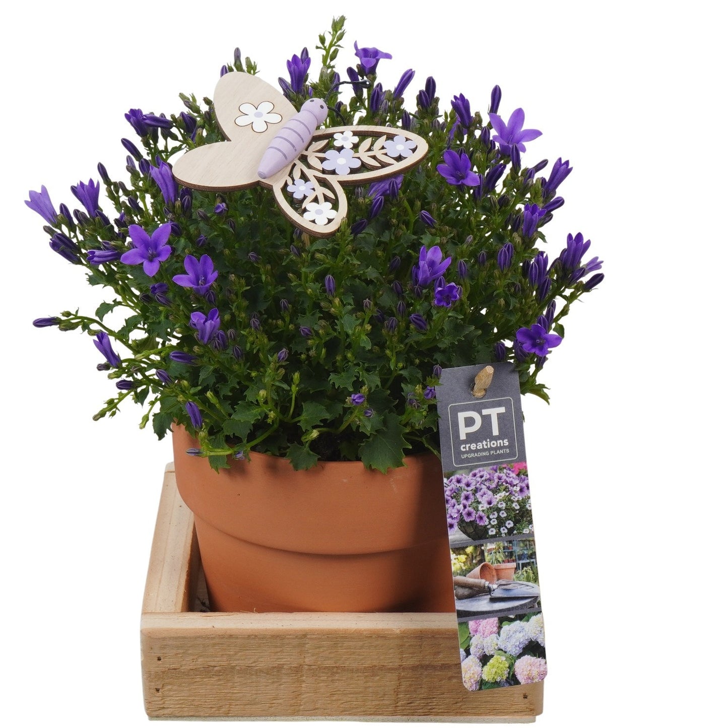 Outdoor arrangement 24cm 14cm Pot