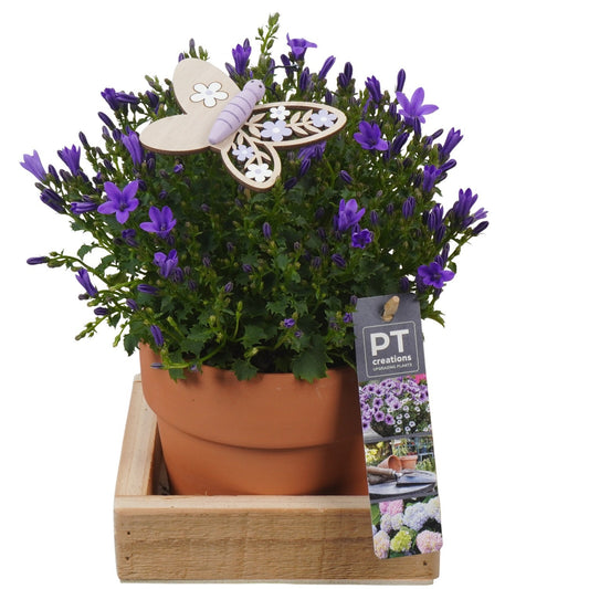 Outdoor arrangement 24cm 14cm Pot