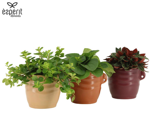 Peperomia mix 18cm 10.5cm Pot