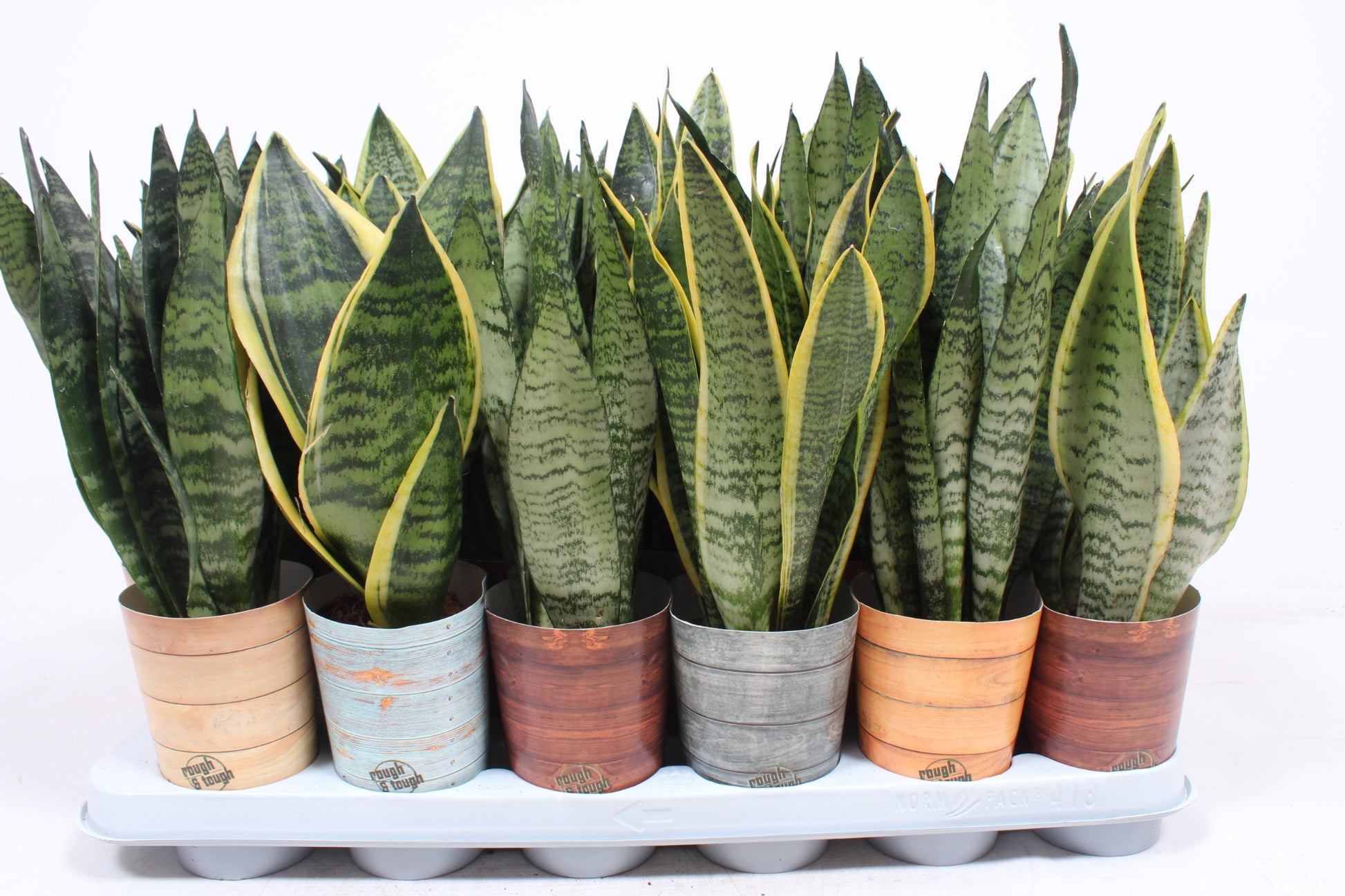 Fachjan BV Sansevieria trifasciata Pack of 12