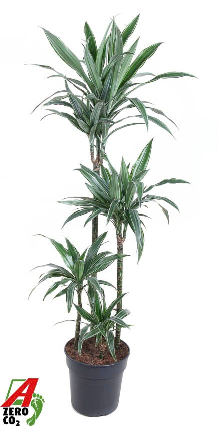 Dracaena fragrans Warneckei 150cm 27cm Pot
