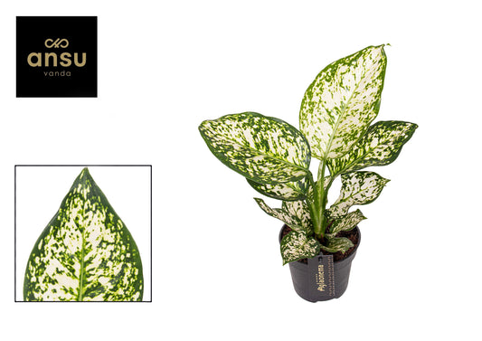 Aglaonema Ivory Jade 30cm 12cm Pot