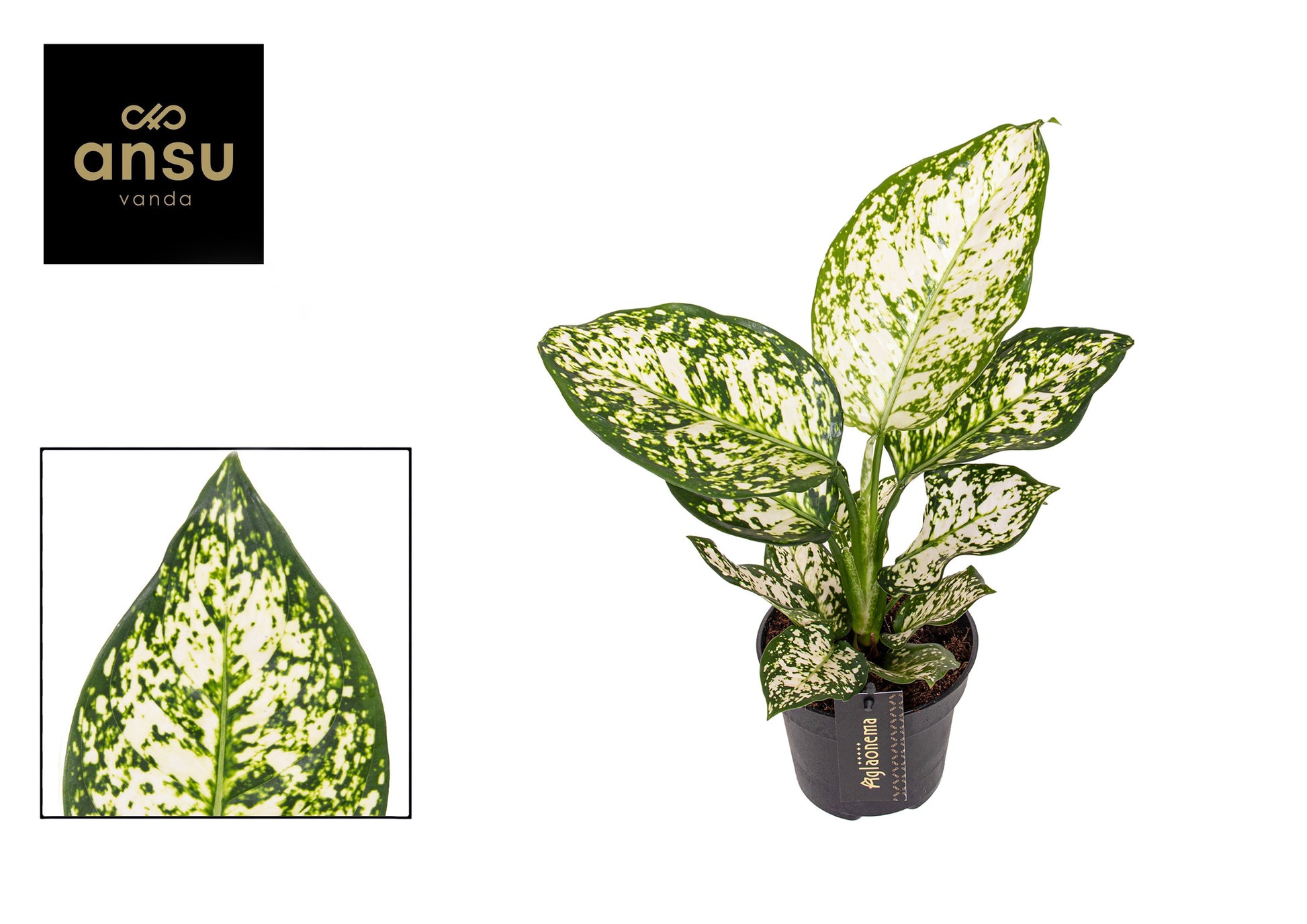 Ansu Aglaonema Ivory Jade Pack of 6