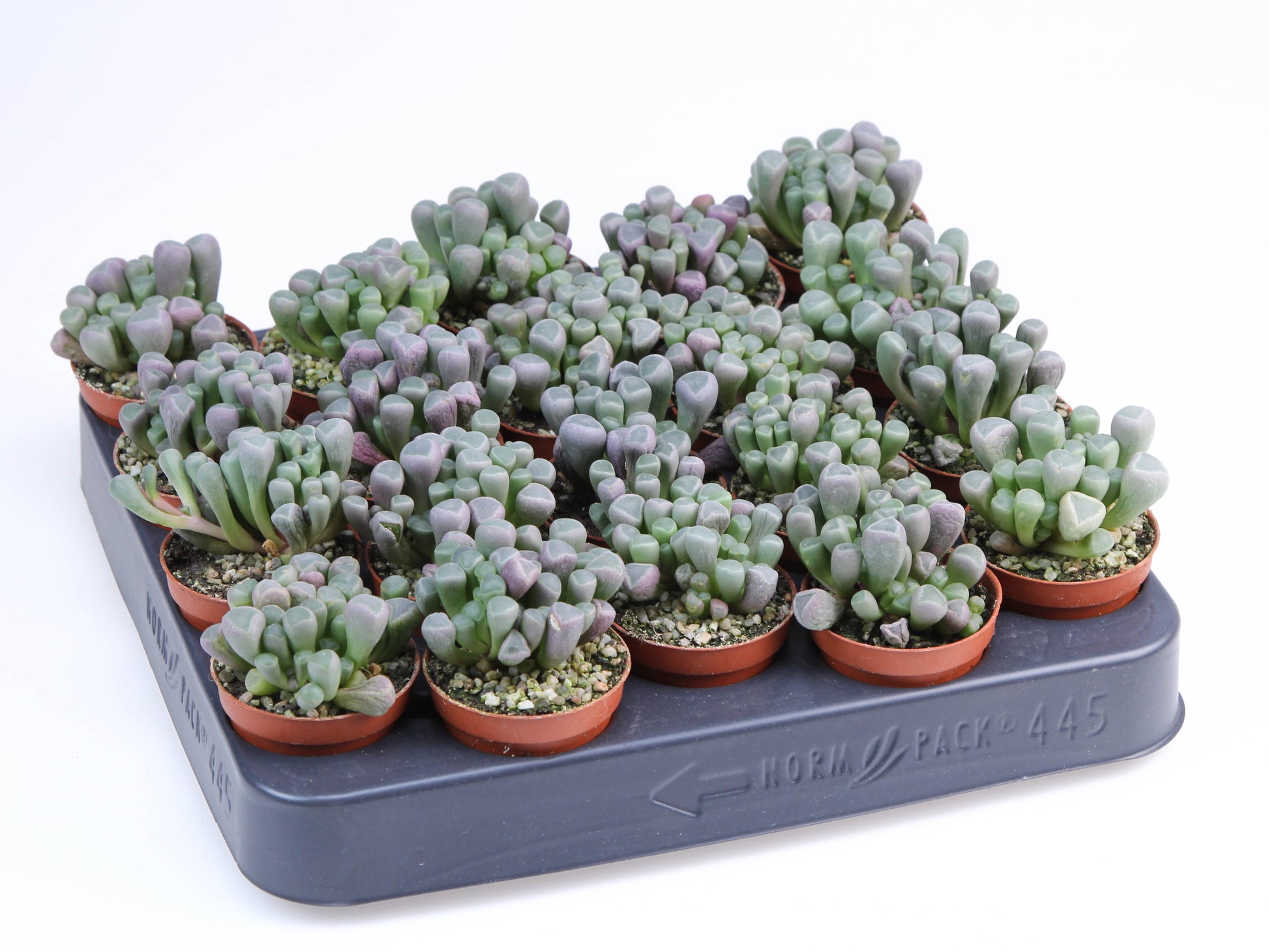Fenestraria rhopalophylla 6cm 505cm Pot