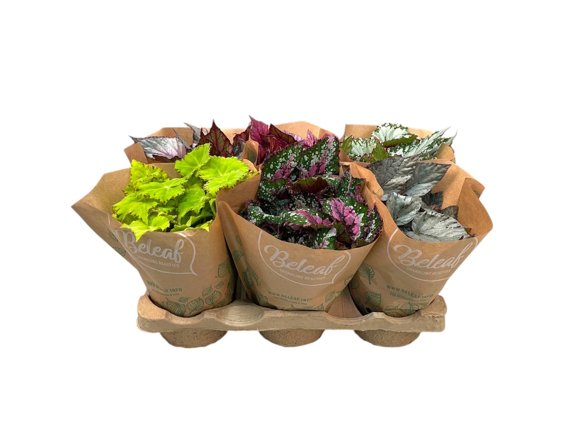 Begonia Beleaf mix 22cm 12cm Pot