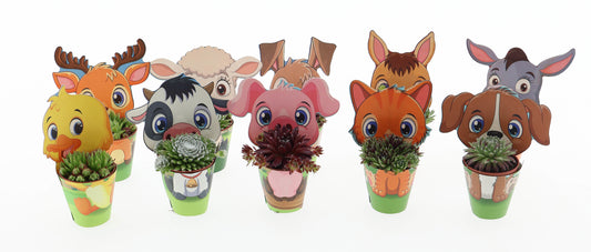 Sempervivum tectorum 10cm 5.5cm Pot
