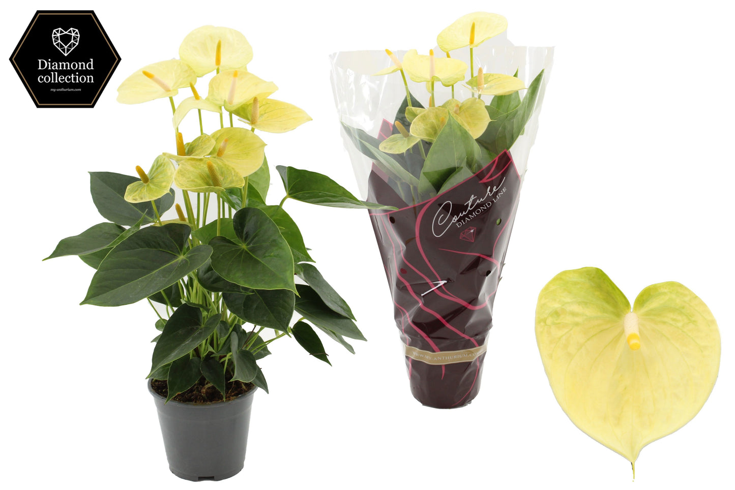 Anthurium Vanilla 45cm 14cm Pot