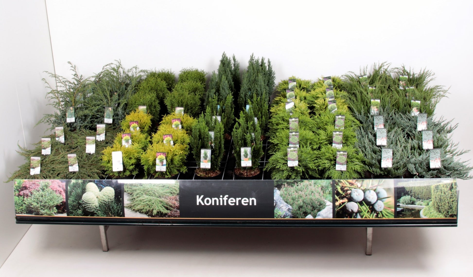Conifer & shrub mix 45cm 19cm Pot
