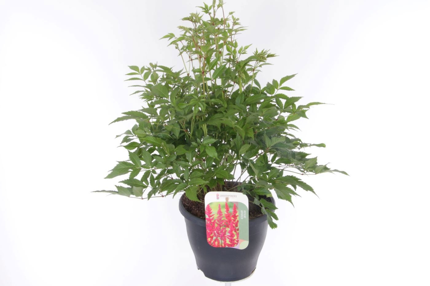 Astilbe ar. Fanal 65cm 23cm Pot