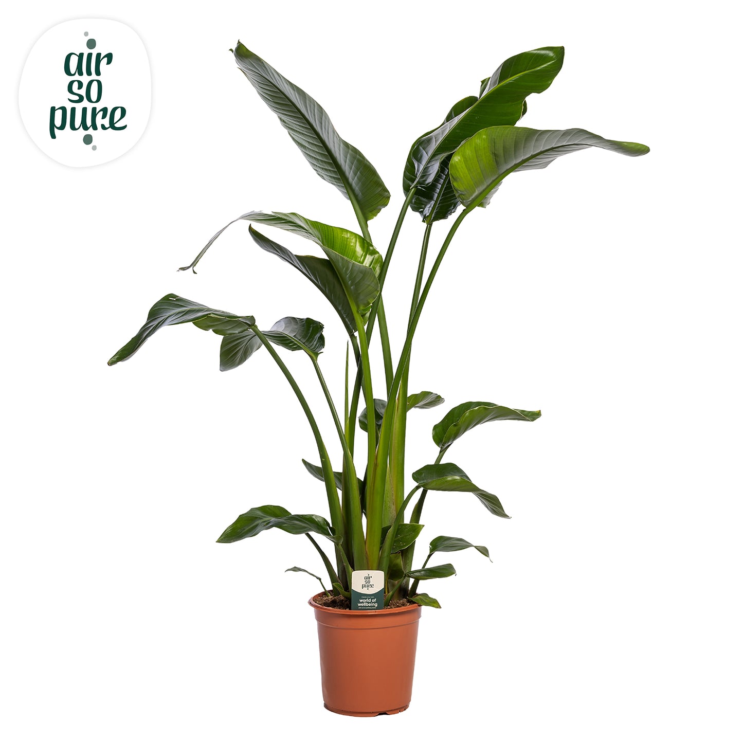Strelitzia nicolai 160cm 24cm Pot