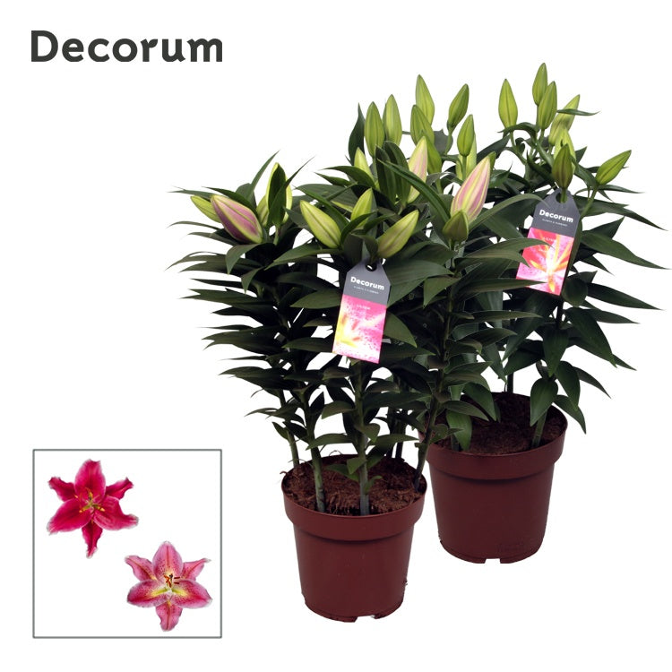 Lilium oriental mix 50cm 19cm Pot