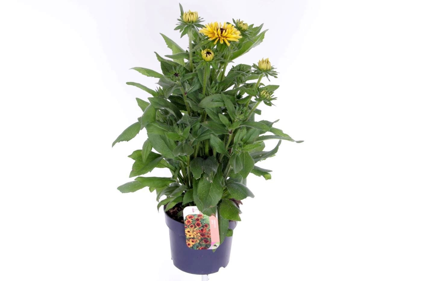 Rudbeckia 55cm 17cm Pot