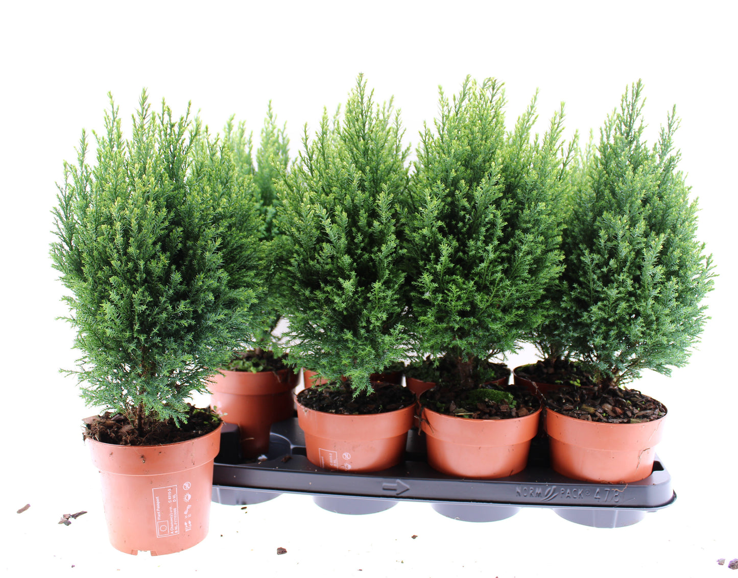 Chamaecyparis Snow White 40cm 13cm Pot