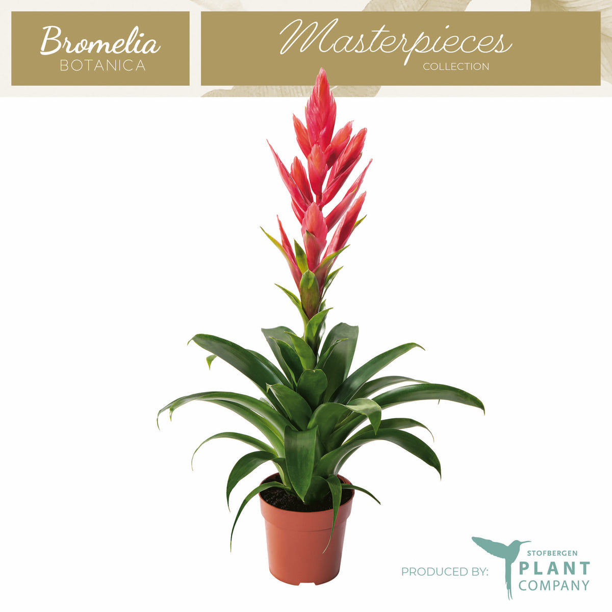 Tillandsia Ziva 50cm 12cm Pot