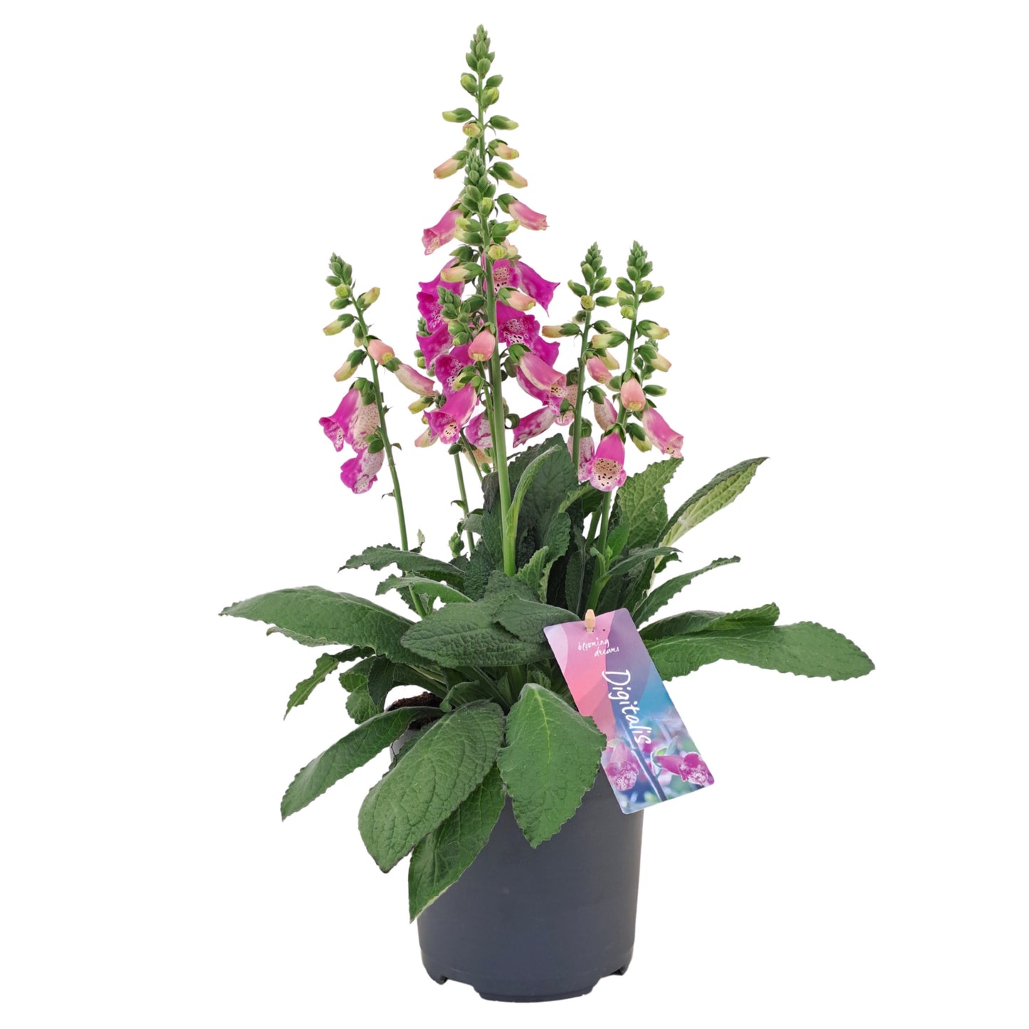 AltaNova Digitalis Pink Panther Pack of 1