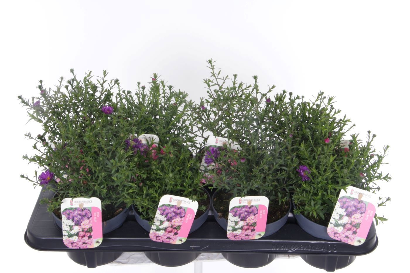 Aster nb. Magic mix trolley 25cm 13cm Pot