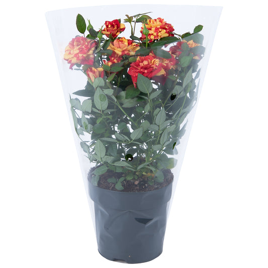 Rosa Liss 28cm 10.5cm Pot