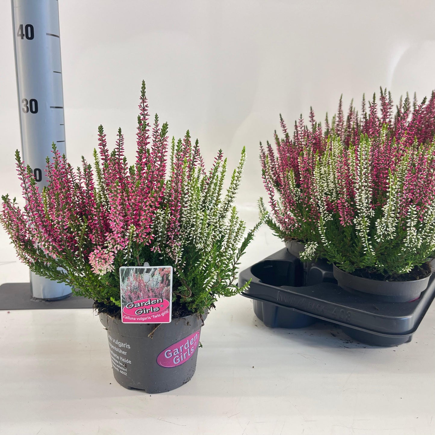 Calluna Garden Girls twin 15cm 13cm Pot