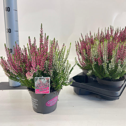 Calluna Garden Girls twin 15cm 13cm Pot