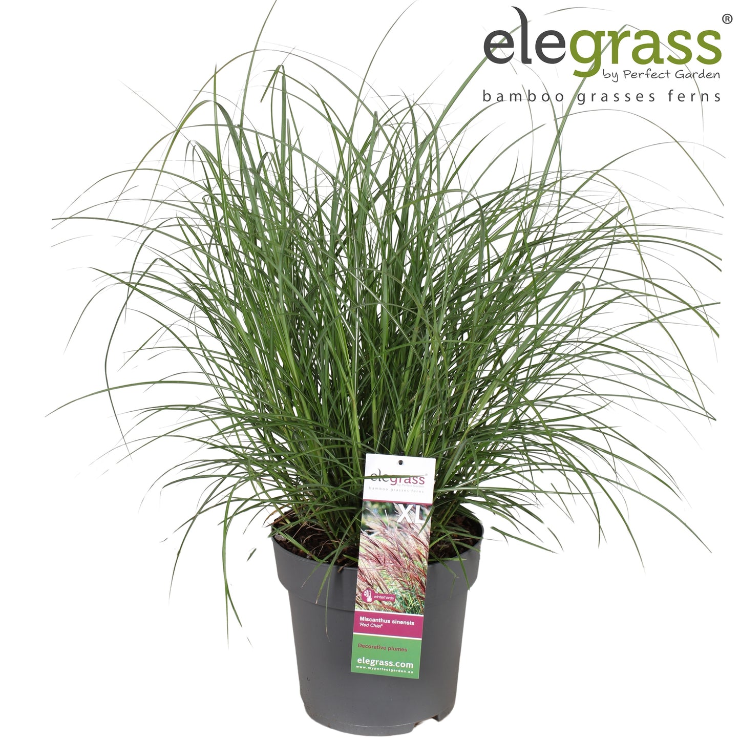 Miscanthus sinensis Red Chief 90cm 29cm Pot