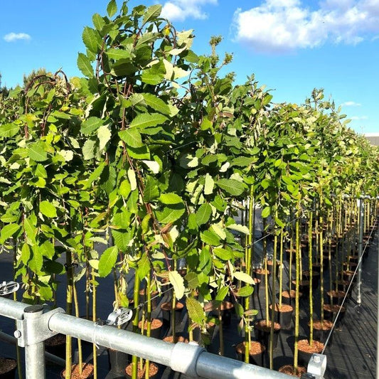 Salix caprea Kilmarnock 190cm 26cm Pot