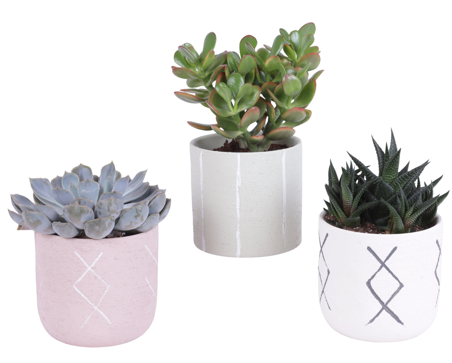 Succulent mix 30cm 14cm Pot