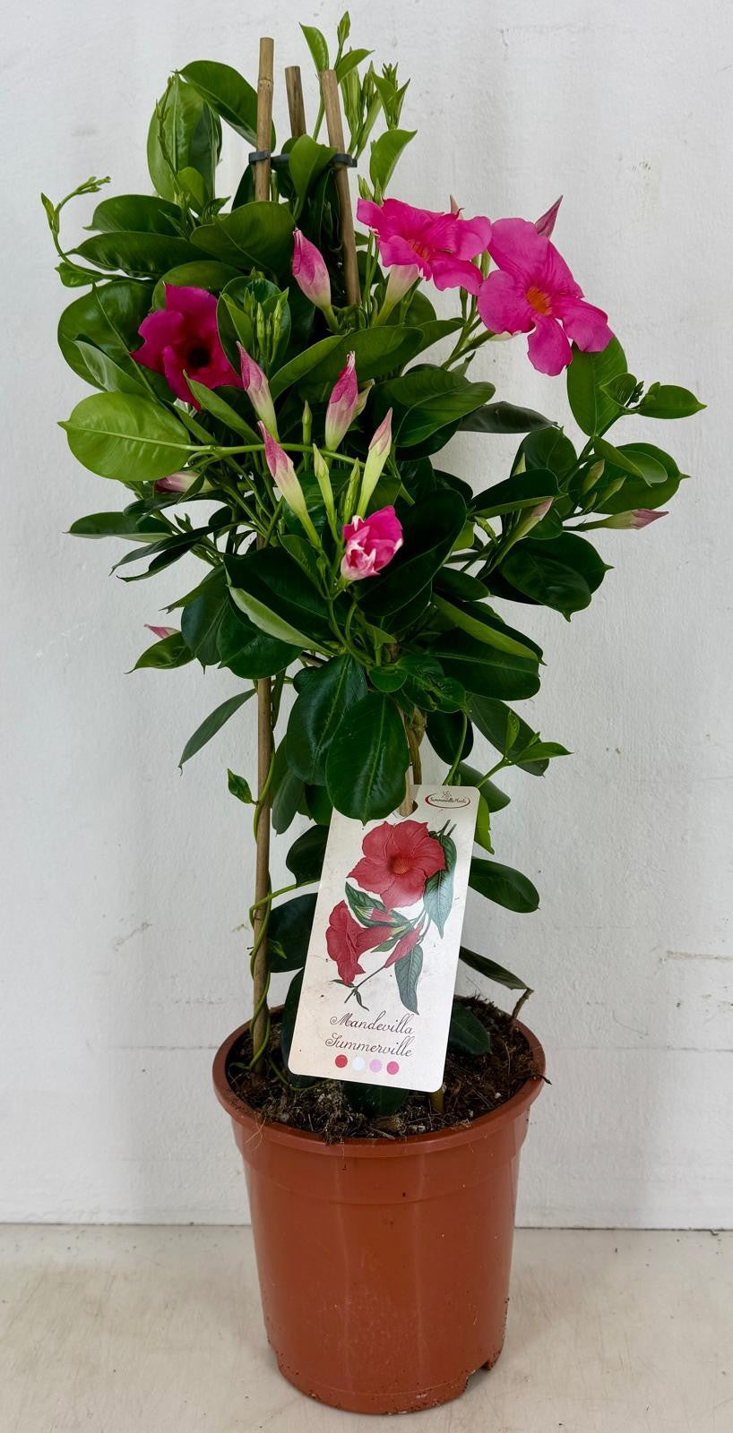 Mandevilla Early Pink 70cm 19cm Pot